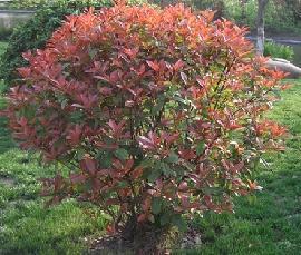 紅葉石楠