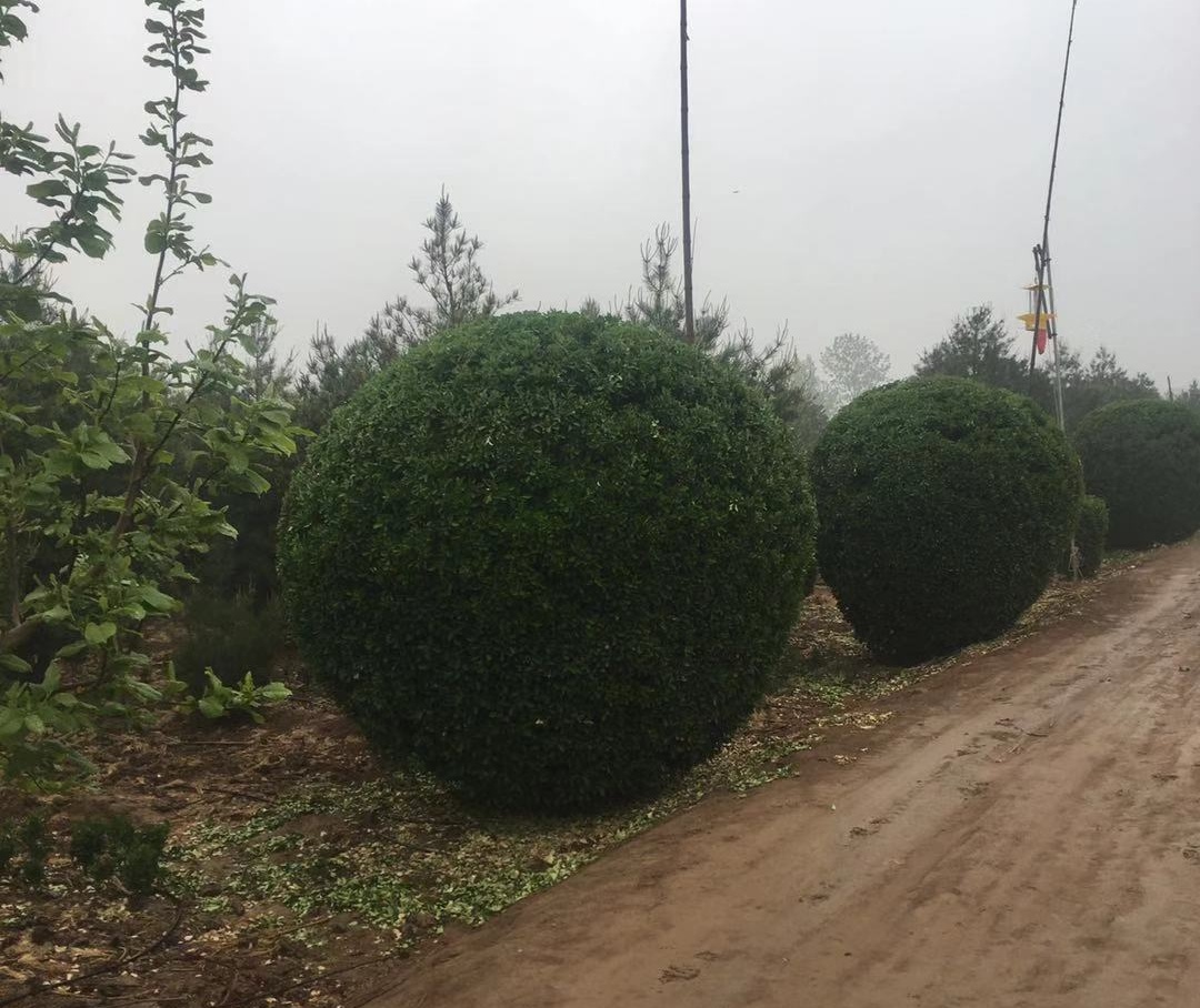 	黃楊球